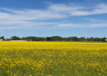 Väder i Skövde