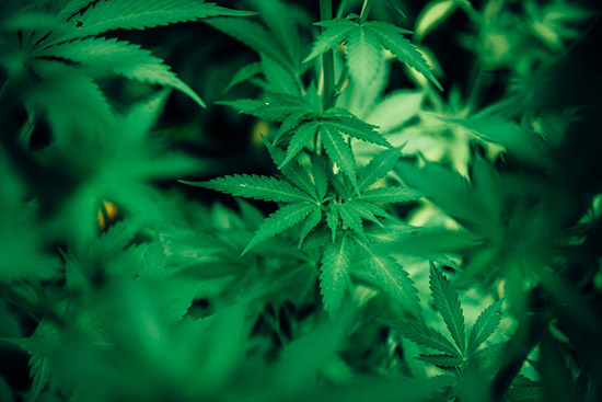 cannabis narkotika