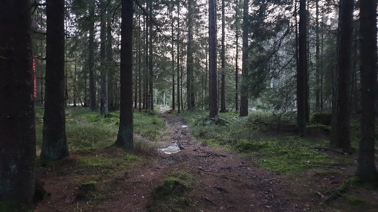 Skogsmark på Billingen i Skövde