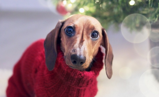 hund jul