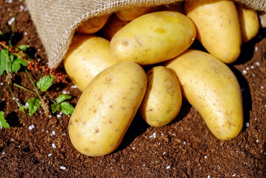 Potatis