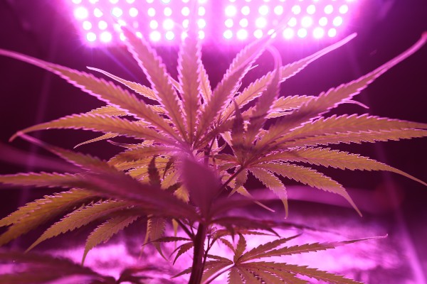 Åtalas för cannabisodling på militärt övningsområde