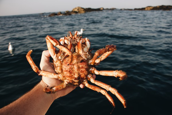 krabba