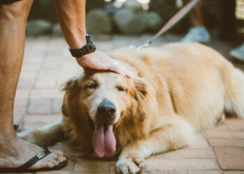 Covidvirus påvisat hos svensk hund