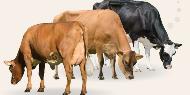 FOTO: VikingGenetics