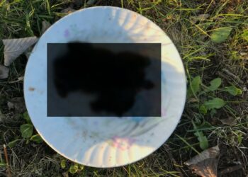 Skövdebo åtalad för djurplågeri – högg huvudet av kattunge
