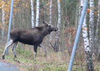 Viltolyckorna ökar – Riksväg 26 mest drabbad