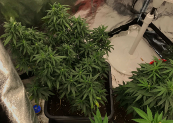 Cannabis - Foto: Polisen