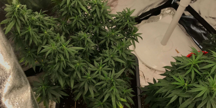 Cannabis - Foto: Polisen