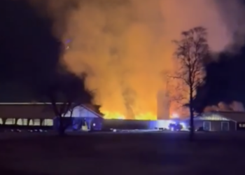 Brand i ladugård – nära 100 kor döda
