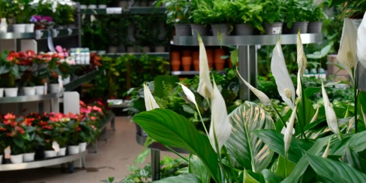 Blomsterlandet öppnar i Lidköping på torsdag