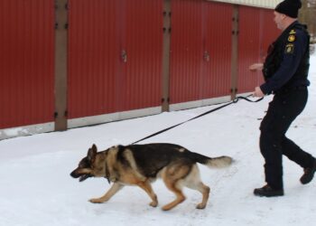 Ung kvinna försvunnen i Essunga