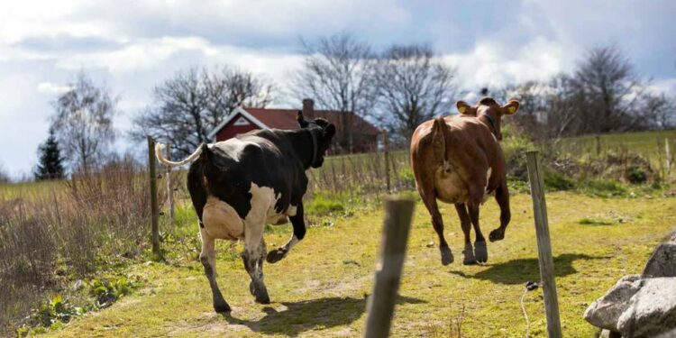 FOTO: Arla - Pressbild