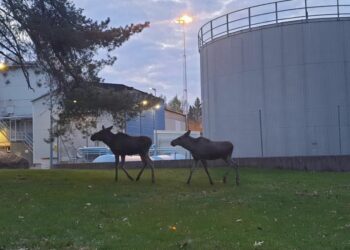 Oväntat besök vid sjukhuset – se de närgångna älgarna