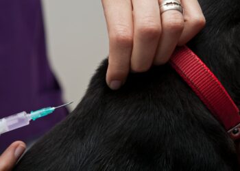 Veterinär