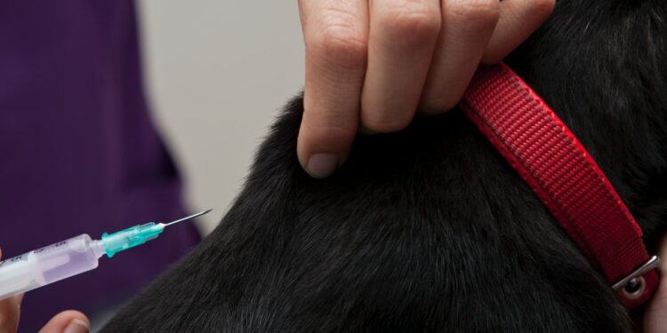 Veterinär