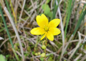 Sällsynt blomma ska skyddas bättre i Falköpings kommun