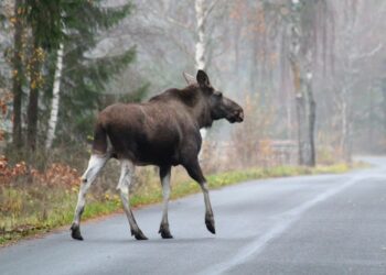 Över 250 viltolyckor per dag under hösten