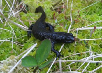 Falköpings kommun får lov att flytta salamander från plats där de vill bygga skola