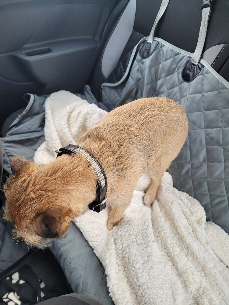 upphittad hund