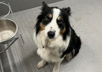 border collie