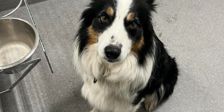 border collie