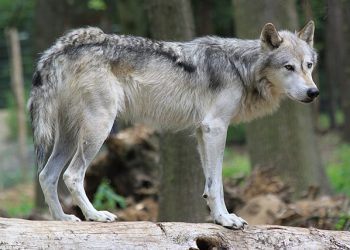 Länsstyrelsen bekräftar – så många skadade får