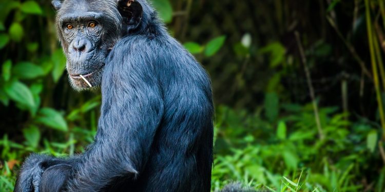 Gruvboom hotar Afrikas apor i övergången till förnybar energi