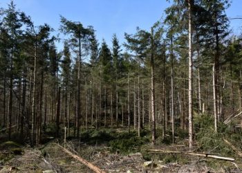 Många knäckta träd – granbarkborre ökar