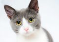 katt