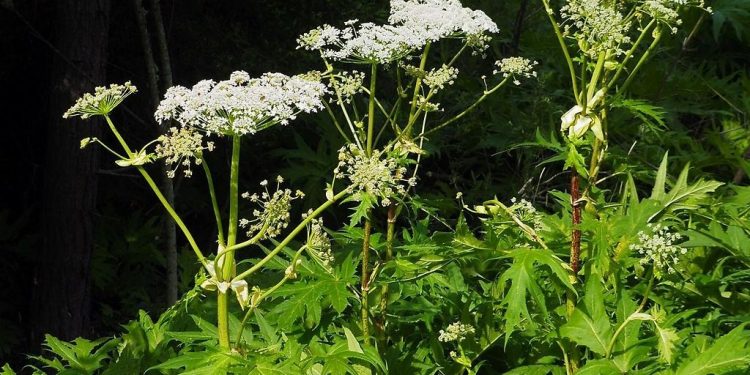 Jätteloka. Foto: Götene kommun