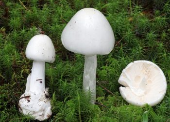 Varning: Ökning av svampförgiftningar
