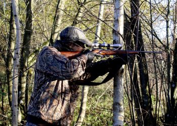 Naturskyddsföreningen: Stoppa licensjakten på varg – hotar artens framtid