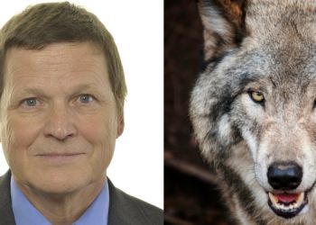 Patrik Björck och varg