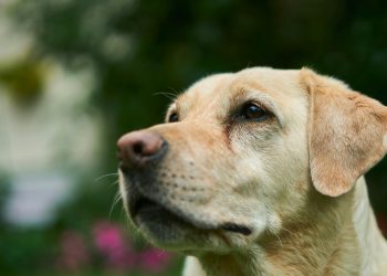 labrador