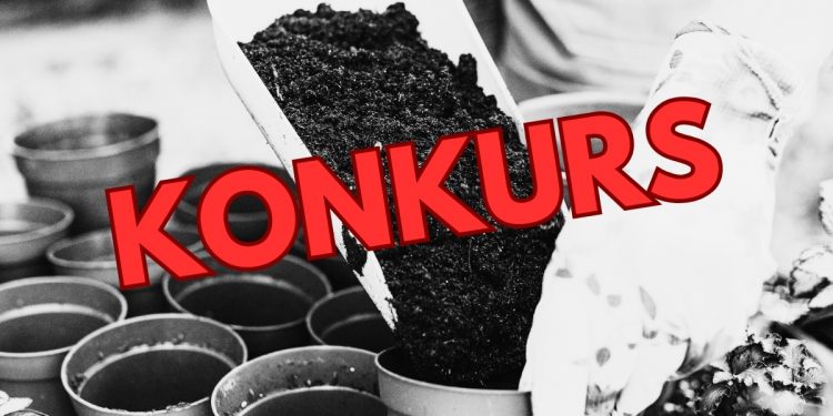 konkurs