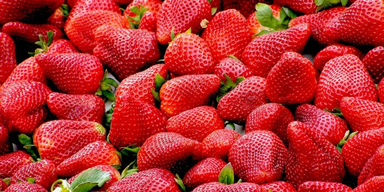 Inga ätbara jordgubbar till midsommar