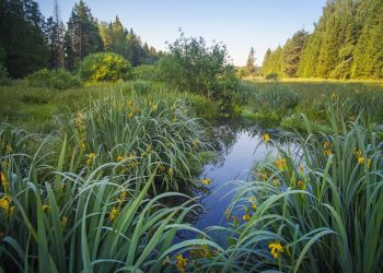 Europa satsar på våtmarker – inte rena miljöskäl
