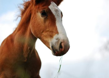 ponny häst