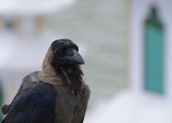 fågel