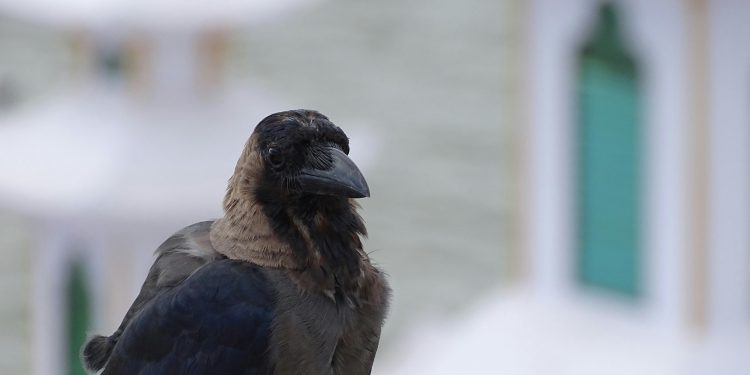 fågel
