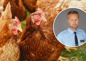 JUST NU: 1500 höns spreds ut på E20 – föll under transport