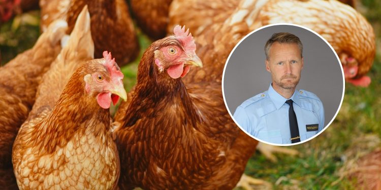 JUST NU: 1500 höns spreds ut på E20 – föll under transport