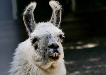 lama