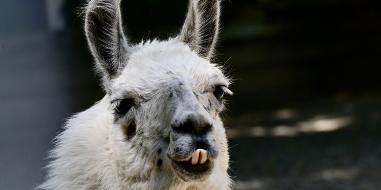 lama